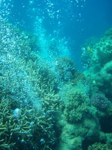 Corals at Border Island Breathtaking
