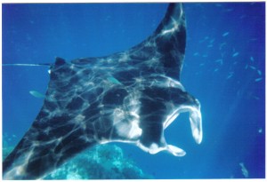 Manta Ray (11) Manta Rays on the outer reef